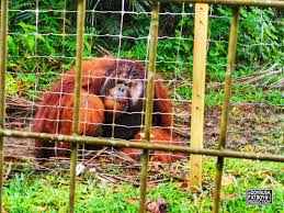 Sila lawat orang utan island yang terletak di bukit merah perak malaysia. Orang Utan Island Bukit Merah Laketown Resort Malaysia
