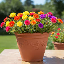 Image result for Portulaca