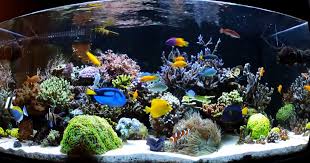 Top 10 Saltwater Aquarium Fish For Beginners Goruntuler Ile Akvaryum