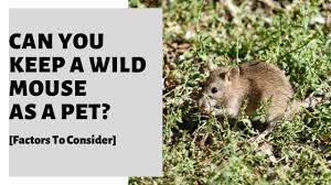 Shop for computer mouse pad online at target. Can You Keep A Wild Mouse As A Pet Factors To Consider