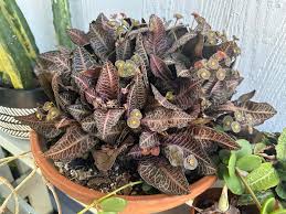 Image result for Euphorbia transvaalensis