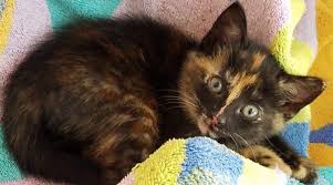 At venetian pet hospital your furry family members ar. Family Pet Hospital Stockton 2021 Puppies Site