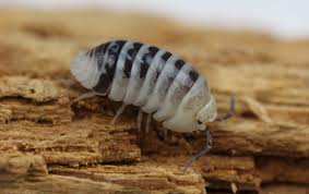 Image result for Macrotyloma ellipticum