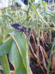 The need for pesticides can be reduced by use of resistant varieties, cultural methods that reduce pest abundance or damage, methods of. 8 Integrated Pest Management Ipm Nc State Extension Publications