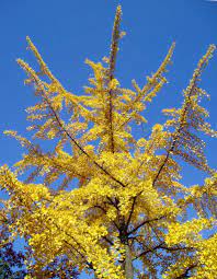 Ginkgo biloba, maidenhair tree with its beautiful leaves possesses a phenomenal appearance. Ginkgo Biloba Planting The Tree Pruning And Care For The Maidenhair Tree