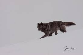 Even after the national park service replaced the bears, especially grizzly bears (though black bears are also present), have restoring wolves to yellowstone, for example, does not necessarily fix all the problems that removing wolves. Wolf Photos Jess Lee
