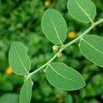 Image result for Phyllanthus reticulatus