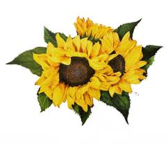 Sunflower border, common sunflower, sunflower, flower arranging, sunflower, sunflower seed png. Colored Pencil Drawing Tips Make Sure You Really Love Your Reference Jennifer Morrison Art
