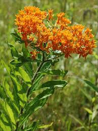 Asclepias Tuberosa Butterfly Milkweed Discover Native Flowers Asclepias Tuberosa Asclepias Milkweed