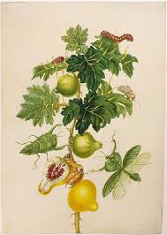 Image result for Solanum mammosum