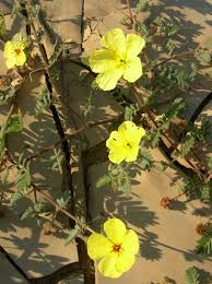 Image result for Tribulus zeyheri