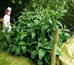 Maybe you would like to learn more about one of these? Avantgardens Russian Comfrey Symphytum Peregrinum Also Known As Quaker Comfrey Native To Russia The Caucasus And Iran Several Different Strains Were Developed During The Mid 20th Century The Bocking 14 Strain Has