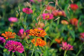 Can't handle the summer heat and humidity reminiscent of the equatorial jungle? An Introduction To Annual Plants