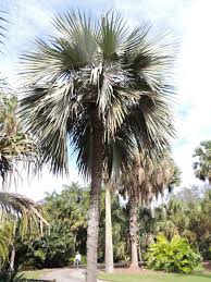 Image result for Latania loddigesii