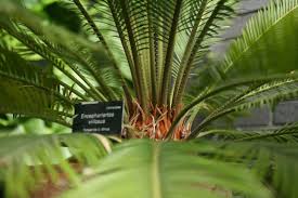 Image result for Encephalartos villosus