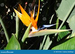 Image result for Strelitziaceae