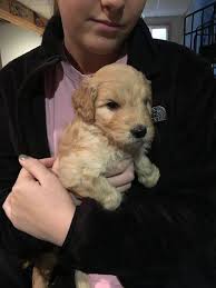 6 Weeks 25 Poodle 75 Golden Retriever Harvey Golden Retriever Goldendoodle Poodle