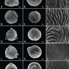 Image result for Pasaccardoa