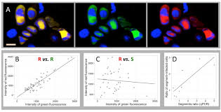 Cell inquire assignment through an open wound by being inhaled by being eaten through a bite by: A Multicellular Way Of Life For A Multipartite Virus Elife