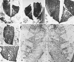 Image result for Aphanocalyx richardsiae