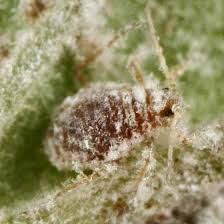 Image result for Humularia submarginalis