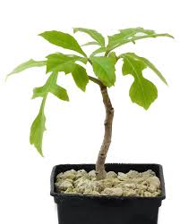 Image result for Cussonia