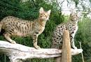 Chat savannah - SYMINOU FELINS EXOTIQUES