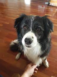 Gallery Border Collie Animal Pictures Cute Animals