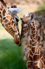 Parent Child Relationship Art Print By Yuri Peress Cute Animals Animal Photography Animals Wild