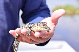 What Was This Gator Doing All The Way Up In Pennsylvania? — Gators and  Ghosts: New Orleans Tours