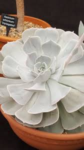 Image result for Oliverella rubroviridis