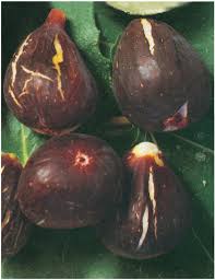 Risultati immagini per fico brogiotto