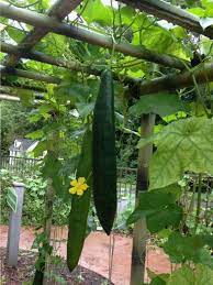 Luffa Or Loofah How To Grow And Use This Amazing Plant Plants Survival Gardening Luffa