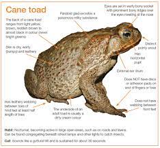 Despite their aggressive mating, cane toads are lazy hunters. Native Frog Or Exotic Toad Cane Toad Priority Pest Animals Pest Animals Biosecurity Agriculture Victoria