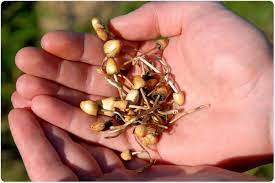 A Single Dose Of Magic Mushroom Compound Reduces Anxiety And Depression Among Cancer Patients