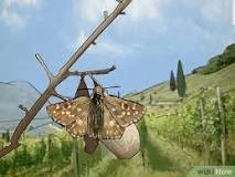 Spiritual Meaning of a Moth: Interpreting Color, Species, & More