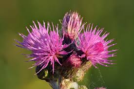 Image result for Cirsium