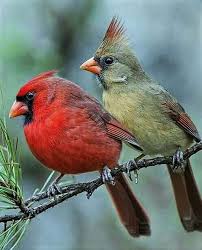 Check spelling or type a new query. Redbirds What S Not To Like About Yard Nesting Cardinals Local Sports Paducahsun Com