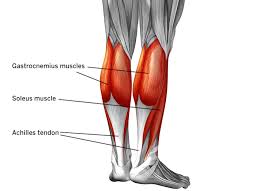 Originates from the lateral condyle of the tibia and the medial surface of the fibula. Achilles Tendon Pain Causes Diagnosis And Treatment