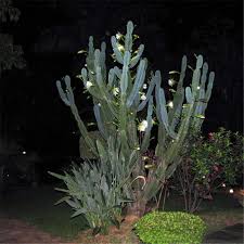 Image result for Cereus jamacaru