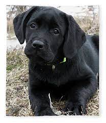 Awaiting Spring Black Lab Puppy Fleece Blanket For Sale By Black Dog Art Judy Burrows Black Labrador Puppy Labrador Puppy Labrador Retriever Training