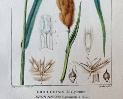 Image result for Eriochrysis