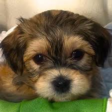 Maybe you would like to learn more about one of these? Havanese Puppy For Adoption Archives Havanese Puppys