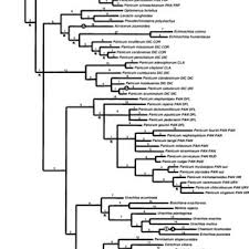 Image result for Panicum habrothrix