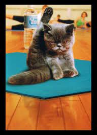 Yoga Kitty Cat Yoga Cute Animals Cute Cats