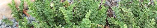 Image result for Cheilanthes similis