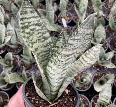 Image result for Sansevieria hallii