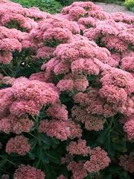 Image result for Sedum ruwenzoriense