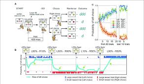 performance in the reward based free choice task a time