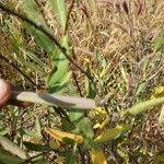 Image result for Cryptolepis oblongifolia